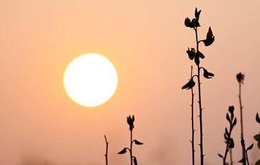 Obraz premium The silhouette of the flower against the sun's rays. Growing sun. Romantic natural atmosphere.