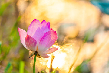 lotus flower in the sun.