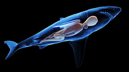 Naklejka premium 3d illustration of a great white shark's internal organs