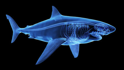 3d illustration of a great white shark's skeletal system