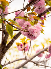 selective focus of a Prunus serrulata 