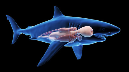 3d illustration of a great white shark's internal organs