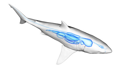 Fototapeta na wymiar 3d illustration of a great white shark's internal organs