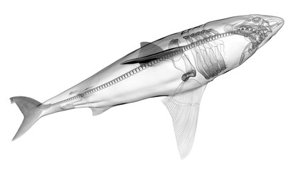 3d illustration of a great white shark's skeletal system