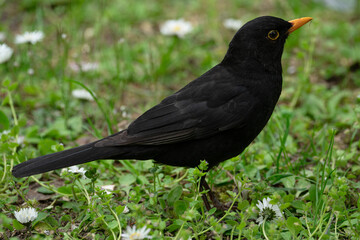 Amsel im Rasen