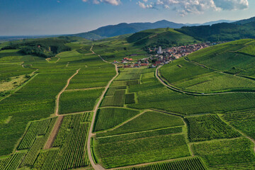 vignoble alsacien en été

