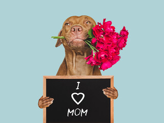 Cute brown puppy and a sign with words of love for Mom. Closeup, indoors. Studio photo....