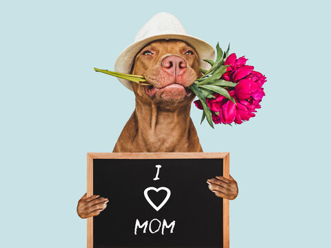Cute brown puppy and a sign with words of love for Mom. Closeup, indoors. Studio photo. Congratulations for family, loved ones, friends and colleagues. Pet care concept