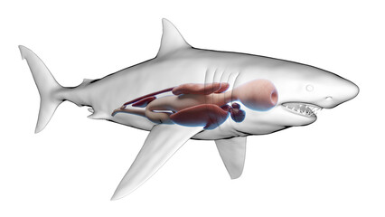 3d illustration of a great white shark's internal organs