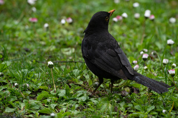 Obraz premium Amsel im Garten