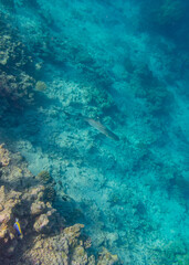 Fototapeta premium OLYMPUS DIGITAL CAMERA