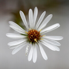 White Aster (Michaelmas daisy)