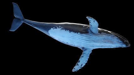 3d illustration of a humpback whale © Sebastian Kaulitzki