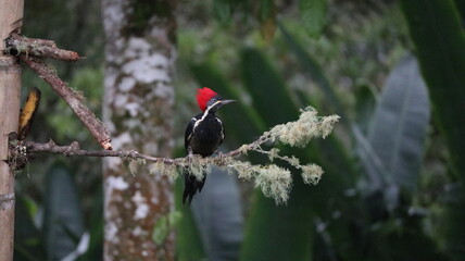 Lineated Woodpecker in Colombia