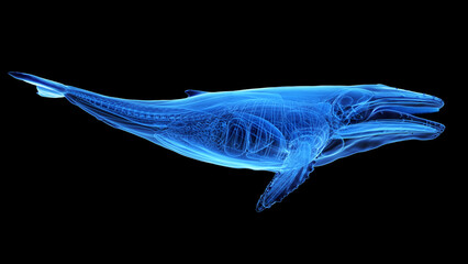 3d illustration of a humpback whale's internal organs