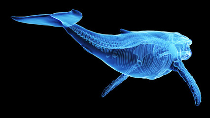 3d illustration of a humpback whale's skeletal system