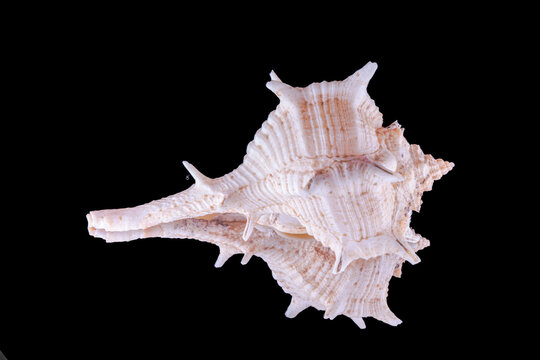 Bolinus sea snail or rock snail or murex snail, marine gastropod mollusk shell in the family Muricidae. Isolated on Black background mirror reflection macrophotography high quality close up view. 