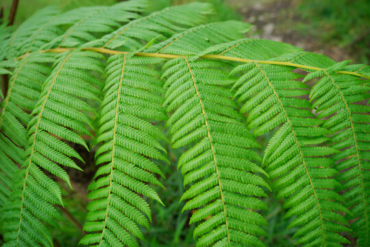 Photo fern leaves grow in the forest