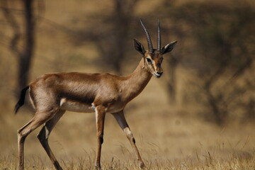 Beautiful Chinkara animal at mayureshwar wildlife sanctuary. Wall mounting of rare animal Chinkara found in Indian subcontinent. Wildlife photography of Chinkara for exhibition. Background.