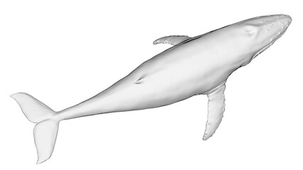 3d illustration of a humpback whale