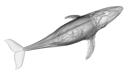 3d illustration of a humpback whale's internal organs