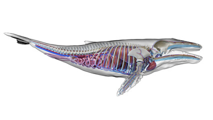 3d illustration of a humpback whale's internal organs