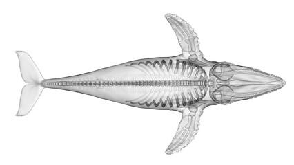 Fototapeta na wymiar 3d illustration of a humpback whale's skeletal system