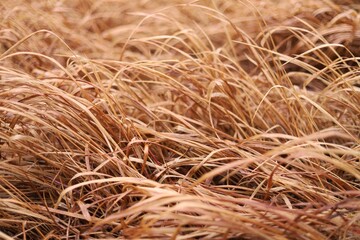 close up of a grass
