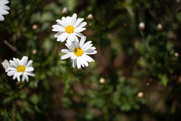 Fototapeta premium marguerite en fleurs