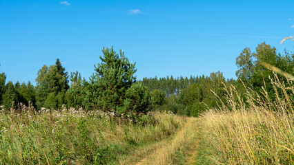 Road in field. Field grass and flowers on background of trees. Walk outdoors. Summer heat