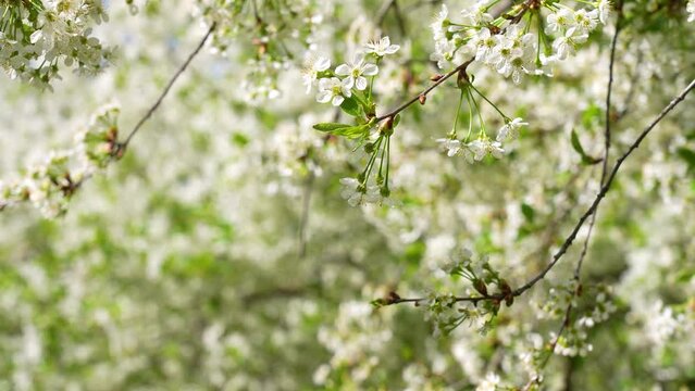 Close-up view 4k stock video footage of beautiful white cherry fowers growing on branches of cherry tree. May garden landscape. Branches isolated on natural white and green bokeh background