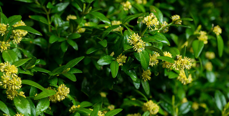 flowering boxwood bush close-up for background