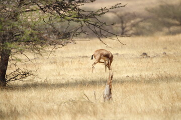 Beautiful Chinkara animal at mayureshwar wildlife sanctuary. Wall mounting of rare animal Chinkara found in Indian subcontinent. Wildlife photography of Chinkara for exhibition. Background.