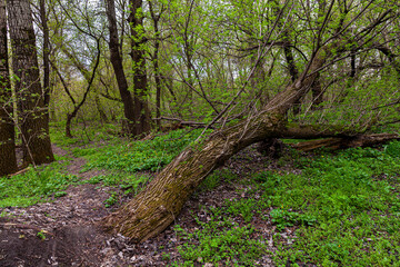 Obraz premium View of the old fallen tree on the green young grass and the path among the trees in early spring. Spring forest at the first yellow flowers between the trees.