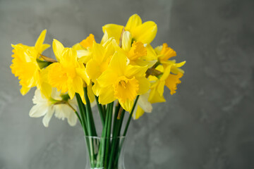 Vibrant Spring Blooms. A Glass Vase with Yellow Daffodils Against a Gray Background.