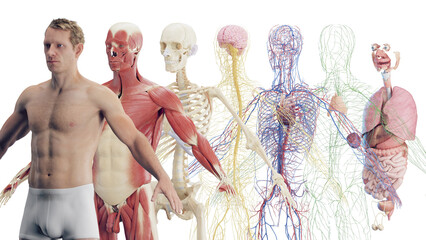 3d rendered illustration of a man's organ systems - obrazy, fototapety, plakaty