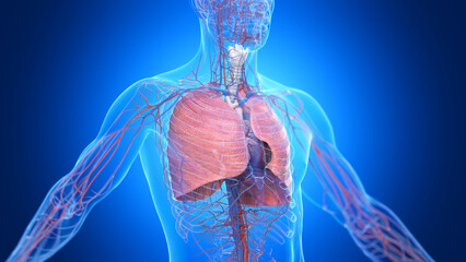 3d illustration of a man's cardiopulmonary system - 594026308