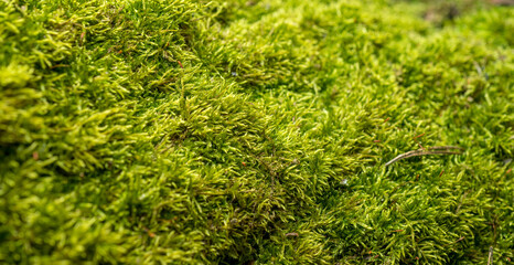 beautiful moss for banner background
