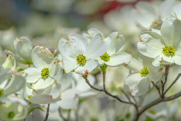Lovely Springtime Dogwoods in Tennessee Close Up