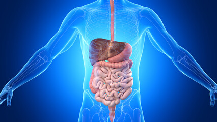 3d rendered illustration of a man's digestive system