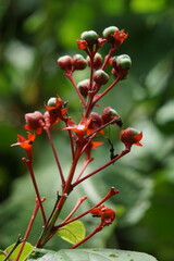 Clerodendrum speciosissimum (Also called bunga merah, kemena-mena, java glory bower, shrub tree) in nature. It is cultivated as an ornamental plant, in particular for its bright red flowers.