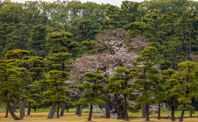 Naklejka premium Beautiful Sakura and Pine Trees in the Kokyo Gaien (Imperial Palace Outer Garden) in Tokyo, Japan