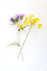 Flowers and leaves on a white background