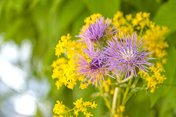 Flowers and leaves on a white background