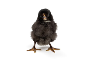 Happy Easter! Single Newborn Easter Chick: Symbol of Spring Renewal