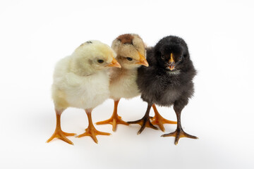 Adorable Three-Day-Old Baby Chickens in Three Colors: Perfect for Siblings and Group Dynamic Concepts