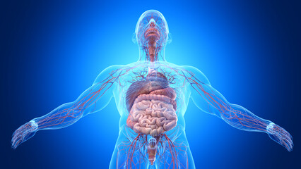 3d rendered illustration of a man's cardiovascular and digestive system
