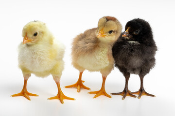 Adorable Three-Day-Old Baby Chickens in Three Colors: Perfect for Siblings and Group Dynamic Concepts