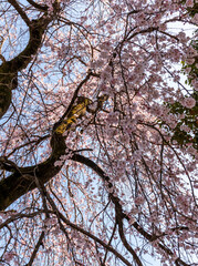 Sakura tree full bloom in Fujinomiya-city, Japan