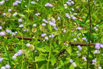 View of withered trees and green meadow in the morning in Wonosobo city park, Indonesia